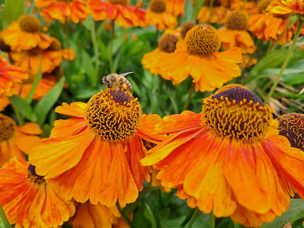 Close up of a bee on some orange flowers